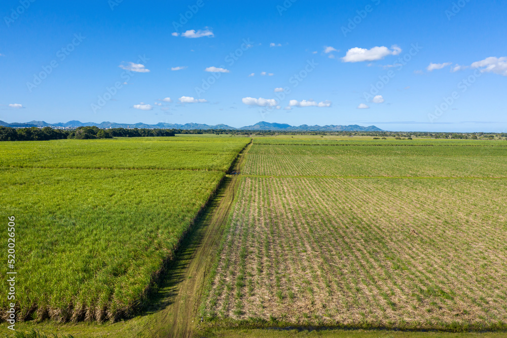 Sugar cane fields plantation at caribbean countryside, agriculture concept. Aerial view