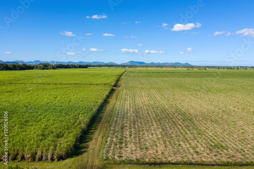 Sugar cane fields plantation at caribbean countryside  agriculture concept. Aerial view