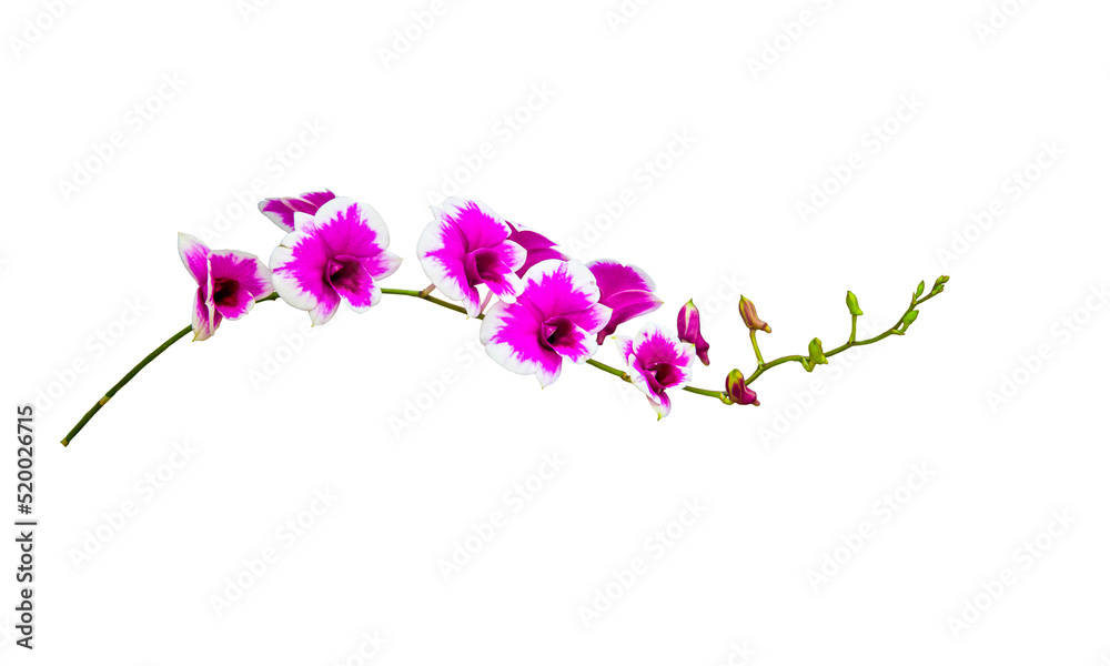 Obraz premium Pink orchid flower isolated on white background . 