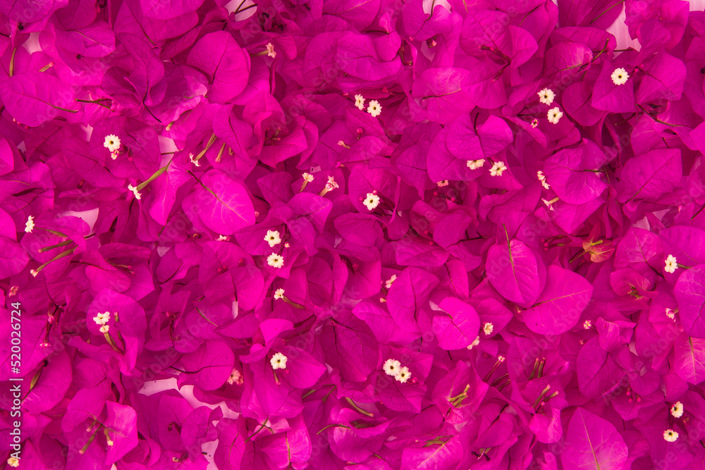 Beautiful Pink bougainvillea flower as background. Beautiful Pink bougainvillea flower as background.