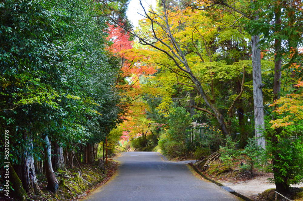 Obraz premium 秋に歩く京都市の曼殊院道が紅葉で綺麗