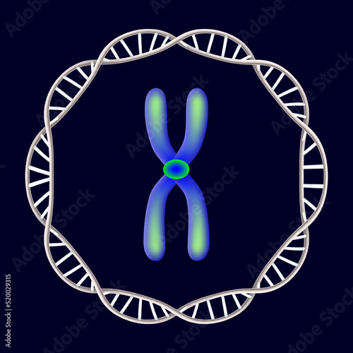 chromosome and DNA (Deoxyribonucleic Acid). Genome sequence. Double helix molecules.