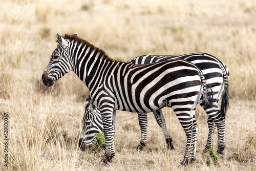 Photography Plains, or common zebra, Equus Quagga, standing in the long grass of the Masai