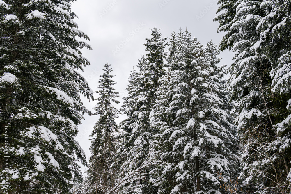 Beautiful snowy forest, trees and leaves covered with snow, wild nature Beautiful snowy forest, trees and leaves covered with snow, wild nature