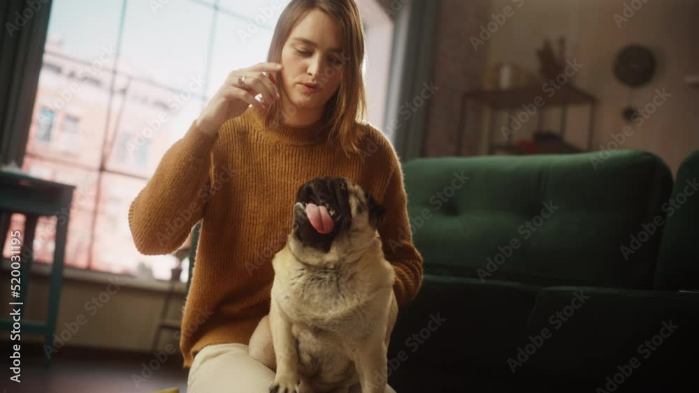 Portrait of Beautiful Young Woman Cuddles Her Adorable Little Pug, Gives it Snacks at Home. Girl Plays with Her Dog, Best Friend. She Pets and Scratches Super Happy Doggy, Have Fun in the Living Room Portrait of Beautiful Young Woman Cuddles Her Adorable Little Pug, Gives it Snacks at Home. Girl Plays with Her Dog, Best Friend. She Pets and Scratches Super Happy Doggy, Have Fun in the Living Room