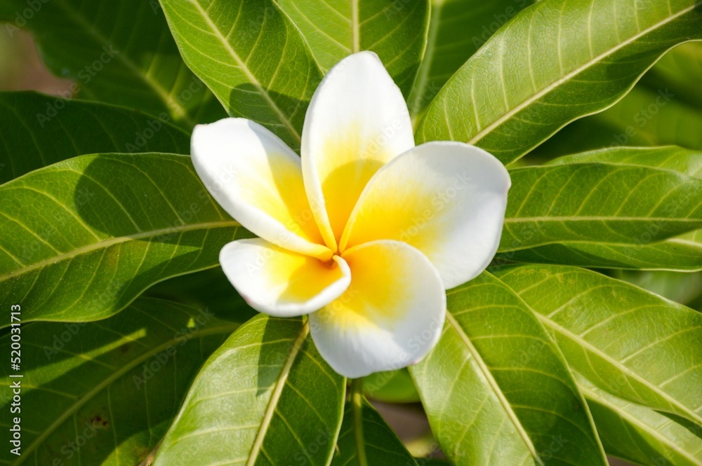plumeria flower in nature garden plumeria flower in nature garden