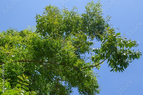 green Indian cork leaves in garden