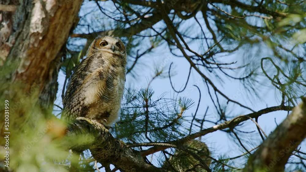 Great Horned Owl and her Chicks in Tree Great Horned Owl and her Chicks in Tree