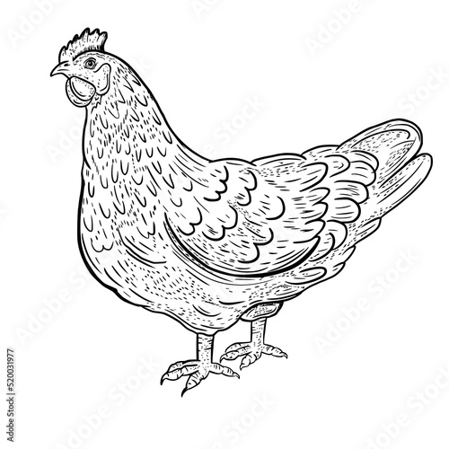 Vector drawing, sketch chicken. The bird is domestic.