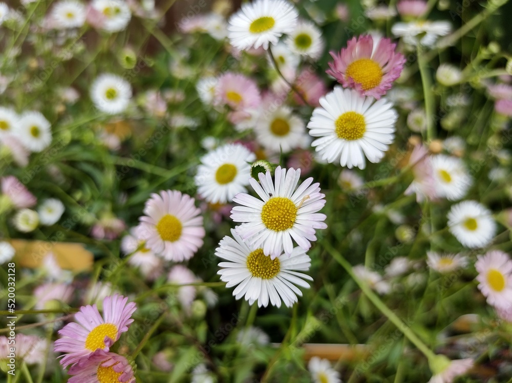 Erigeron karvinskianus 'Stallone'