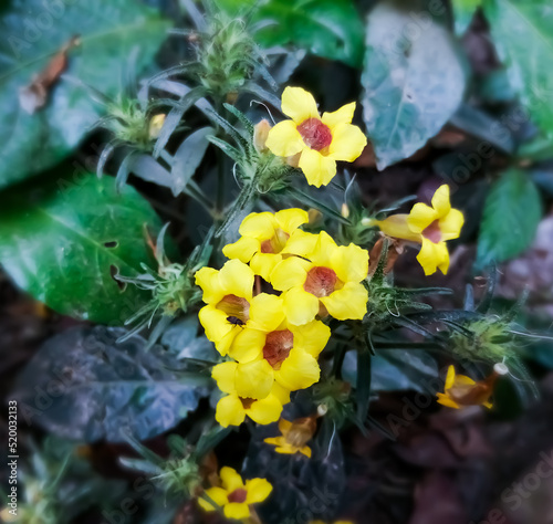 Close view of Strobilanthes scaber flower with natural blur background. Strobilanthes. medicinal plant. photo