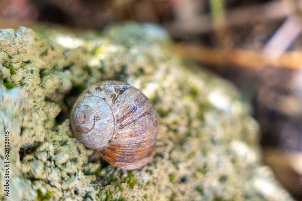 Snail on the rock Snail on the rock