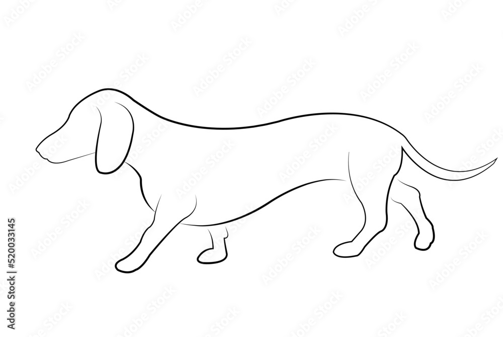 dachshund dog  walk, side view line art - vector