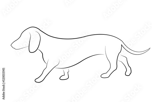 dachshund dog  walk, side view line art - vector