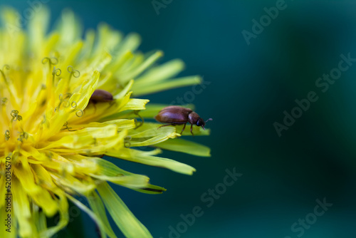 A small brown beetle is about to take off from a yellow flower, from a dandelion, Taráxacum officinále
