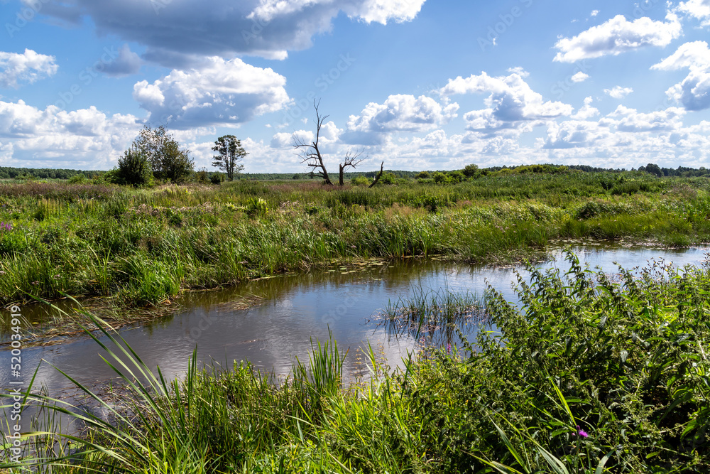 Piękne lato w Dolinie Narwi, Podlasie, Polska Piękne lato w Dolinie Narwi, Podlasie, Polska