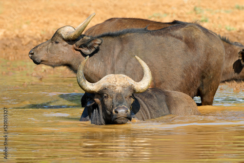 African buffaloes  Syncerus caffer  in wading in water  Mokala National Park  South Africa.