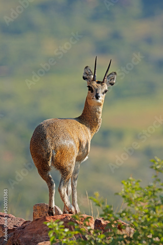 Klipspringer antelope (Oreotragus oreotragus) standing on a rock, Marakele National Park, South Africa. photo