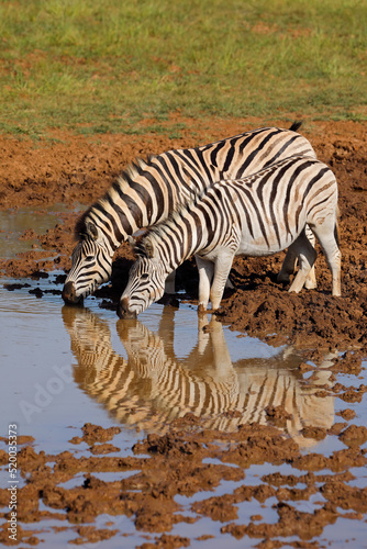 Plains zebras  Equus burchelli  drinking at a waterhole  Mokala National Park  South Africa.