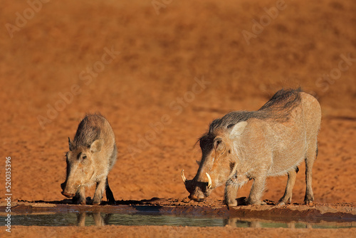 Warthogs (Phacochoerus africanus) drinking at a waterhole, South Africa.