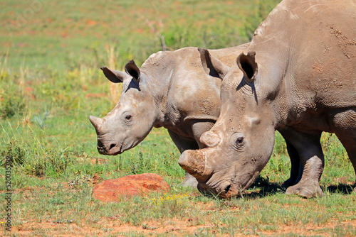 Portrait of a white rhinoceros (Ceratotherium simum) with calf, South Africa.