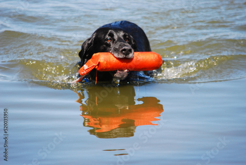A Labrador making a water retrieve