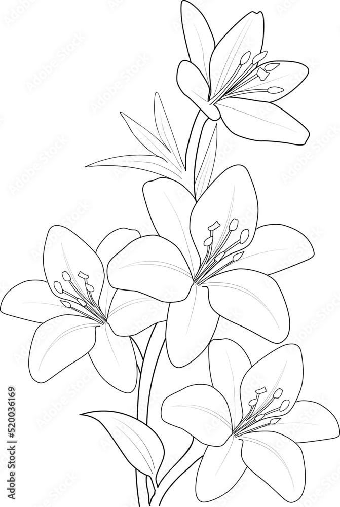 white lily flower white lily flower