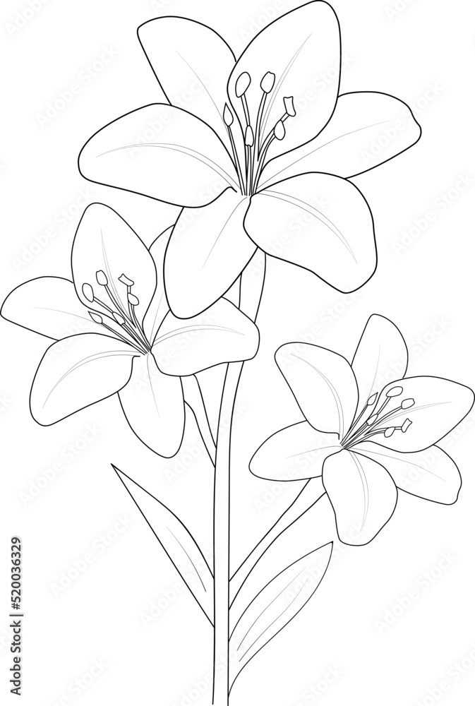 blossom white lily flower blossom white lily flower