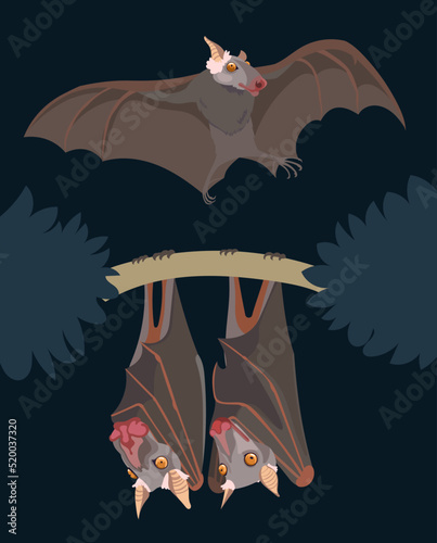 Hammer-headed bats in the night.  Big-lipped bats collection