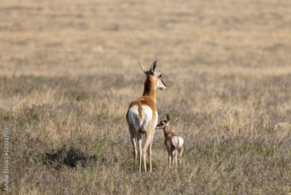 Naklejka premium Pronghorn Antelope Doe and Fawn in the Utah Desert