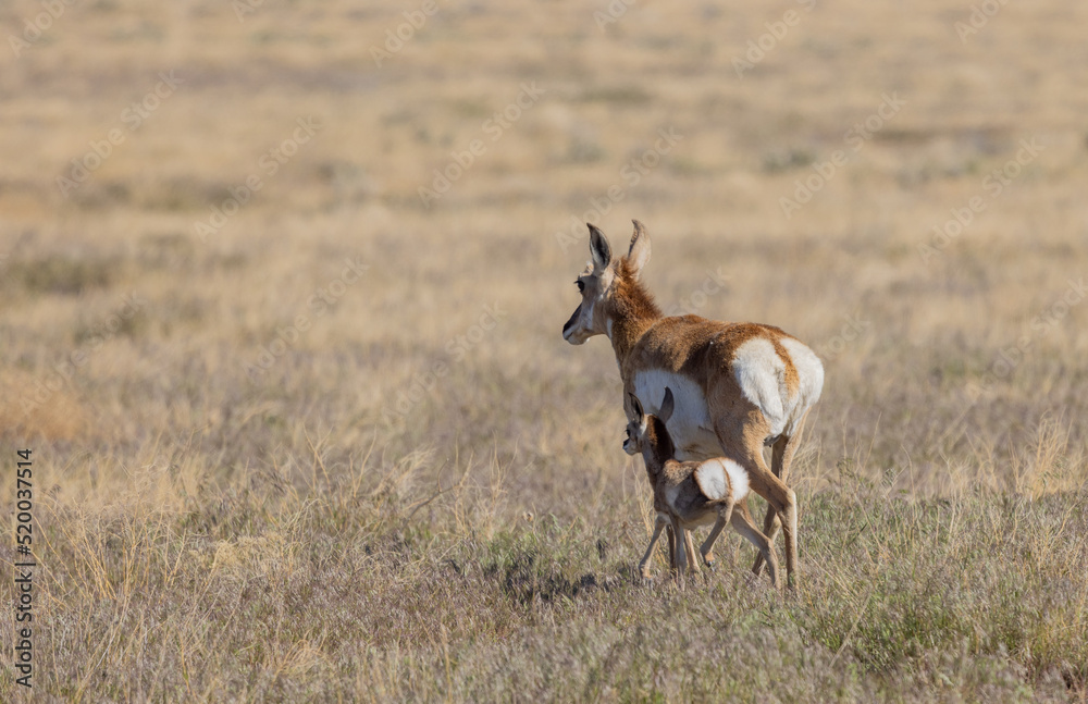 Pronghorn Antelope Doe and Fawn in the Utah Desert