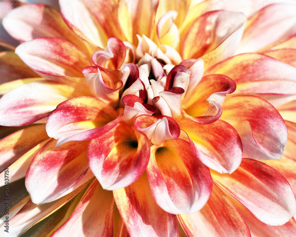 Beautiful dahlia flower extremely close up Beautiful dahlia flower extremely close up
