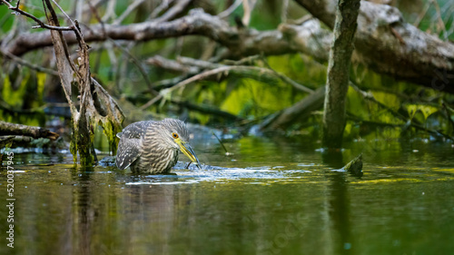 Juvenile black-crowned night heron with a captured stickleback in a branch of the river rhine