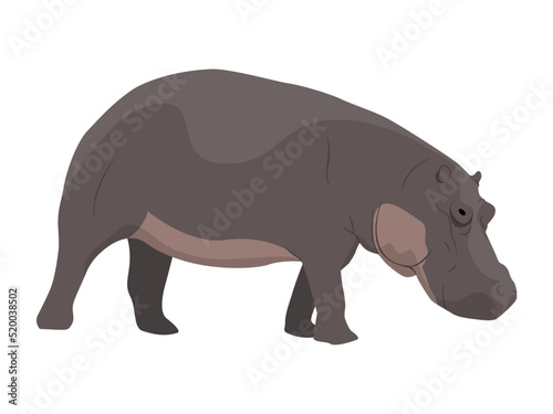 Hippopotamus walks with his head down. African wild animal. realistic vector