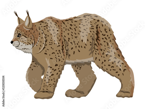 Eurasian lynx. Big wild cats. Vector illustration
