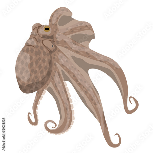 Octopus, inhabitants of the warm tropical seas. Realistic vector animals.