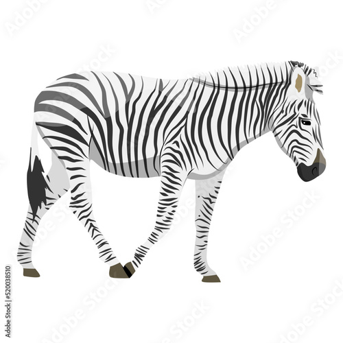 African zebra. Animals of Africa. Vector realistic animal