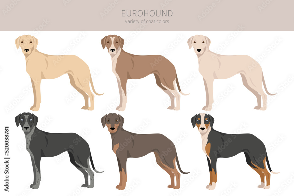 Eurohound clipart. Different coat colors set