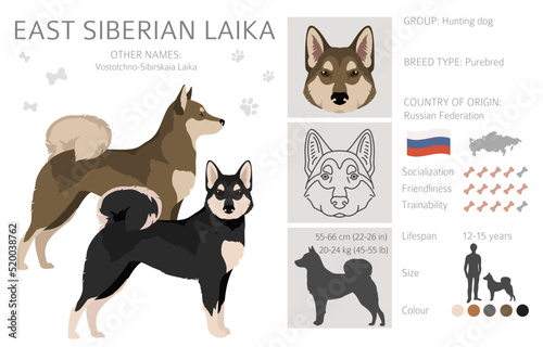 East siberian laika clipart. Different coat colors set