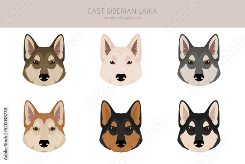 East siberian laika clipart. Different coat colors set