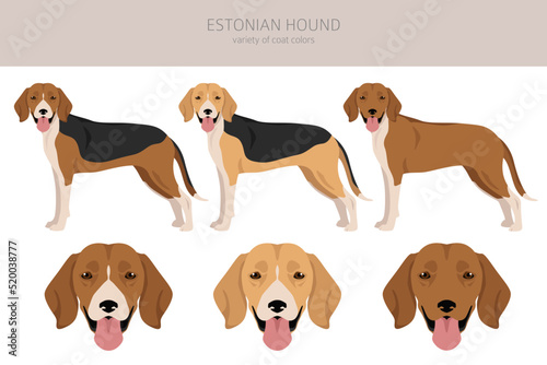 Estonian Hound clipart. Different coat colors set