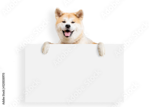 Akita inu dog with blank billboard. Dog above banner or sign. Akita inu portrait over white background