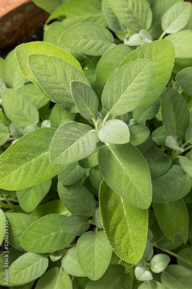 Raw Green Organic Sage Herbs Raw Green Organic Sage Herbs