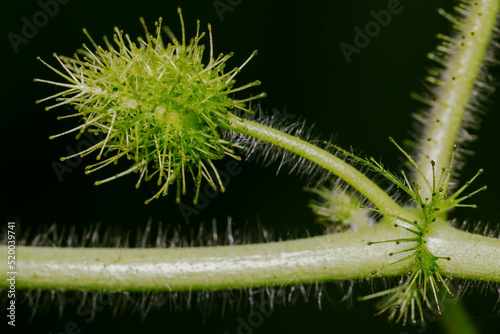 close up of a plant