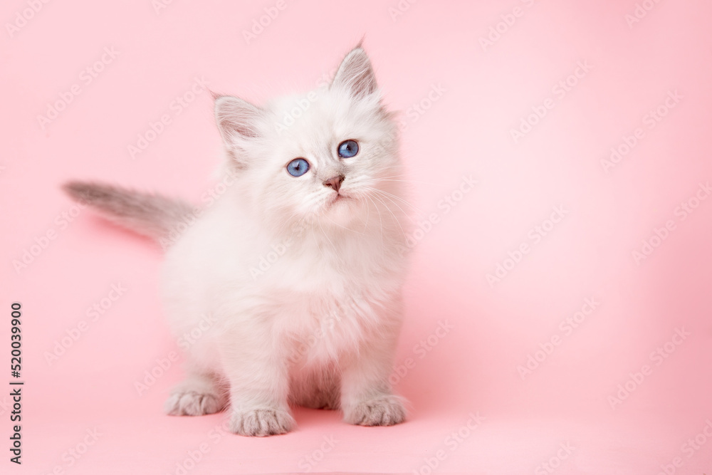 a small kitten of the Neva breed on a pink background