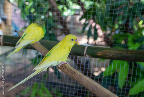 Cute Yellow budgie, budgie sits on a wooden stick.blur background