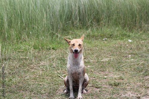 A dog posing in the meadow, Portrait of a dog sitting on the grass