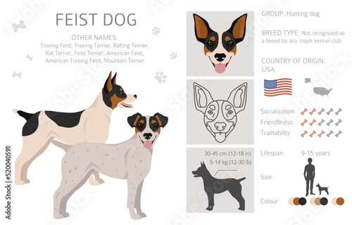 Feist dog clipart. Different coat colors set