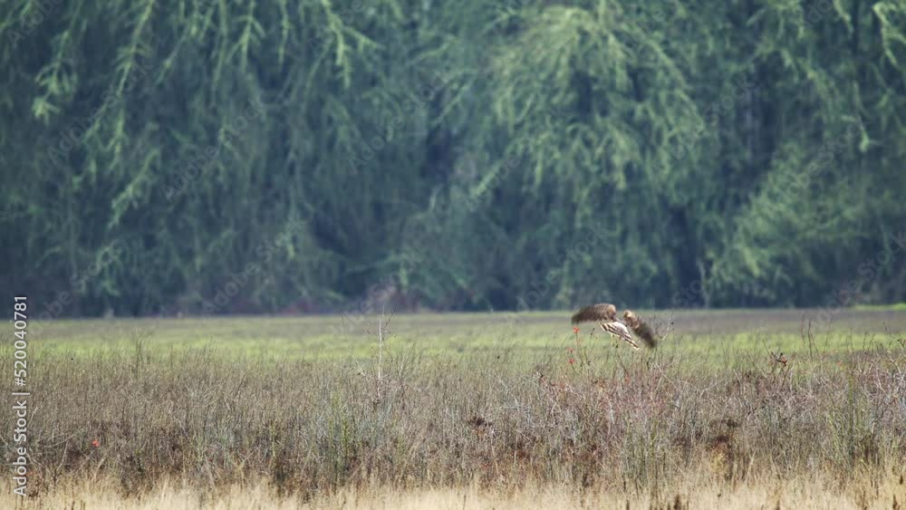 Northern Harrier