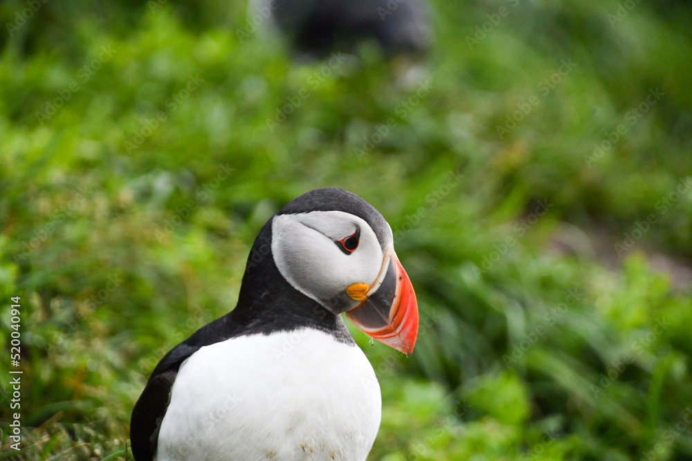Closeup of puffin characteristic bird of Iceland Europe Closeup of puffin characteristic bird of Iceland Europe